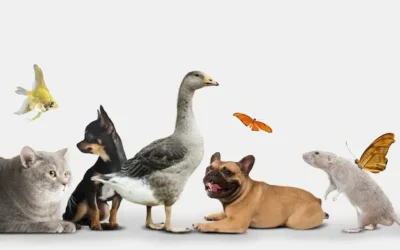 El derecho de los animales en el mundo: ¿Tendrán más derechos legales en el futuro?